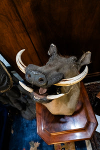 Taxidermy Warthog Head