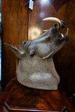 Load image into Gallery viewer, Taxidermy Warthog Head
