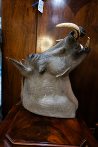 Taxidermy Warthog Head